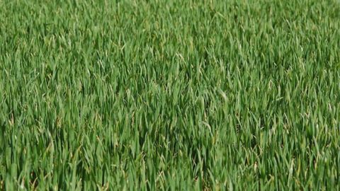 Le stade « épi 1 cm » représente un repère technique pour le raisonnement de plusieurs interventions :  fertilisation azotée, régulateur de croissance, fongicide, etc. (©Arvalis-Institut du végétal)