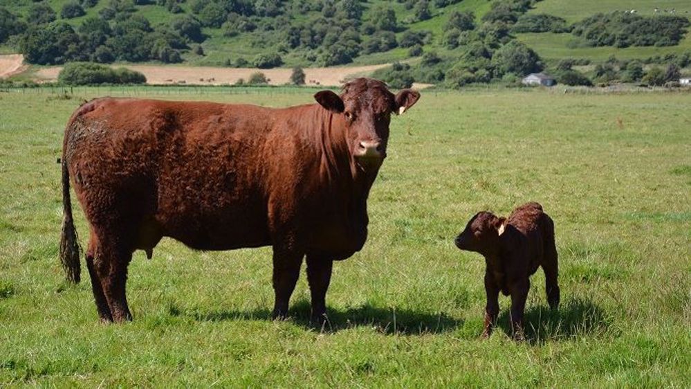 Le nouveau bolus pour vaches allaitantes de Neolait a pour objectif de rétablir l'équilibre nutritionnel des animaux au pâturage. (©Terre-net Média) Le nouveau bolus pour vaches allaitantes de Neolait a pour objectif de rétablir l'équilibre nutritionnel des animaux au pâturage. (©Terre-net Média)