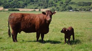 Le nouveau bolus pour vaches allaitantes de Neolait a pour objectif de rétablir l'équilibre nutritionnel des animaux au pâturage. (©Terre-net Média) Le nouveau bolus pour vaches allaitantes de Neolait a pour objectif de rétablir l'équilibre nutritionnel des animaux au pâturage. (©Terre-net Média)