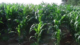 Les effluents d’élevage peuvent couvrir de 30 à 80 % des besoins en fertilisants du maïs fourrage. (©Terre-net Média) Les effluents d’élevage peuvent couvrir de 30 à 80 % des besoins en fertilisants du maïs fourrage. (©Terre-net Média)