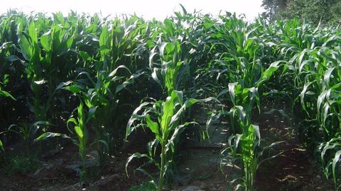 Les effluents d’élevage peuvent couvrir de 30 à 80 % des besoins en fertilisants du maïs fourrage. (©Terre-net Média) Les effluents d’élevage peuvent couvrir de 30 à 80 % des besoins en fertilisants du maïs fourrage. (©Terre-net Média)
