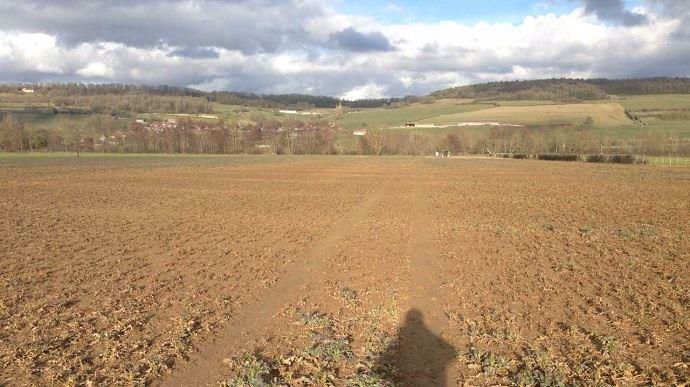 Colza gelé et inondé en Bourgogne