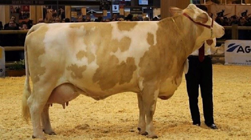 Fameuse, présentée au Sia 2018, sera proposée à la vente du Gaec Richard-Roger. (©OS Simmental) Fameuse, présentée au Sia 2018, sera proposée à la vente du Gaec Richard-Roger. (©OS Simmental)