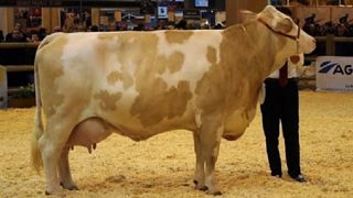 Fameuse, présentée au Sia 2018, sera proposée à la vente du Gaec Richard-Roger. (©OS Simmental) Fameuse, présentée au Sia 2018, sera proposée à la vente du Gaec Richard-Roger. (©OS Simmental)