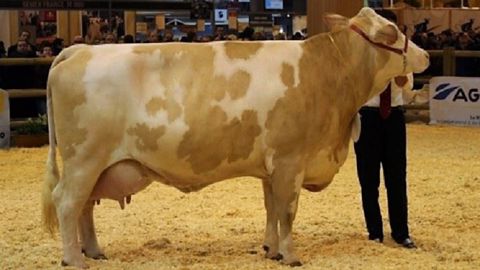 Fameuse, présentée au Sia 2018, sera proposée à la vente du Gaec Richard-Roger. (©OS Simmental) Fameuse, présentée au Sia 2018, sera proposée à la vente du Gaec Richard-Roger. (©OS Simmental)