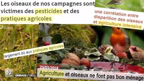 L'agriculture sert de coupable idéal, accusée dans les médias d'être responsable de la disparition des oiseaux. (©Montage Terre-net Média avec plusieurs articles de presse)