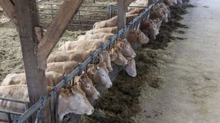 Pour répondre à la demande des consommateurs et donc s'adapter aux marchés, les éleveurs bovins viande doivent s'orienter vers de nouveaux systèmes. Cependant, la transition ne se fera que si la filière s'implique par la réforme du prix et la mise en place de contrats. (©Terre-net Média) Pour répondre à la demande des consommateurs et donc s'adapter aux marchés, les éleveurs bovins viande doivent s'orienter vers de nouveaux systèmes. Cependant, la transition ne se fera que si la filière s'implique par la réforme du prix et la mise en place de contrats. (©Terre-net Média)