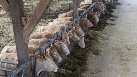 Pour répondre à la demande des consommateurs et donc s'adapter aux marchés, les éleveurs bovins viande doivent s'orienter vers de nouveaux systèmes. Cependant, la transition ne se fera que si la filière s'implique par la réforme du prix et la mise en place de contrats. (©Terre-net Média) Pour répondre à la demande des consommateurs et donc s'adapter aux marchés, les éleveurs bovins viande doivent s'orienter vers de nouveaux systèmes. Cependant, la transition ne se fera que si la filière s'implique par la réforme du prix et la mise en place de contrats. (©Terre-net Média)