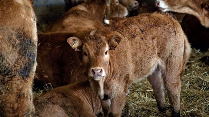 Veaux limousin valorisé en veau rosé AB