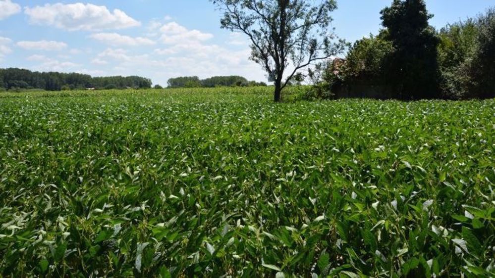 Le cours du soja a perdu 2,19 % mercredi après avoir chuté d'environ 5 % en séance et s'est un peu repris au cours des deux séances suivantes. (©Terre-net Média)