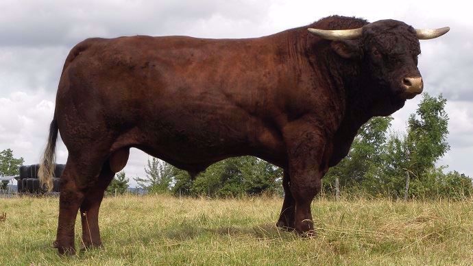 Taureau Salers Geronimo GD