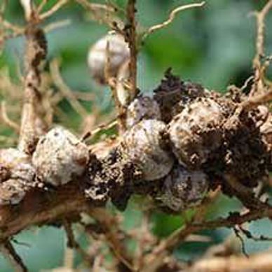 Inoculation des semences