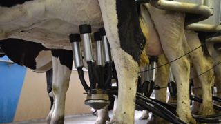 La FNPL et l'Unell dénoncent un prix du lait annoncé par Lactalis et les autres collecteurs autour de 300 €/1 000 l pour avril 2018. (©Terre-net Média) La FNPL et l'Unell dénoncent un prix du lait annoncé par Lactalis et les autres collecteurs autour de 300 €/1 000 l pour avril 2018. (©Terre-net Média)