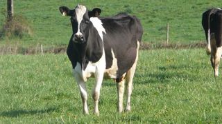 Pour ajuster la composition du lait selon la demande des marchés, la génétique permet de jouer sur les taux de matière utile. L'alimentation permet quant à elle de jouer sur les qualités nutritionnelles du lait ; et le système d'alimentation le plus adapté semble être le pâturage. (©Terre-net Média) Pour ajuster la composition du lait selon la demande des marchés, la génétique permet de jouer sur les taux de matière utile. L'alimentation permet quant à elle de jouer sur les qualités nutritionnelles du lait ; et le système d'alimentation le plus adapté semble être le pâturage. (©Terre-net Média)