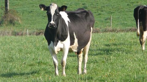 Pour ajuster la composition du lait selon la demande des marchés, la génétique permet de jouer sur les taux de matière utile. L'alimentation permet quant à elle de jouer sur les qualités nutritionnelles du lait ; et le système d'alimentation le plus adapté semble être le pâturage. (©Terre-net Média)