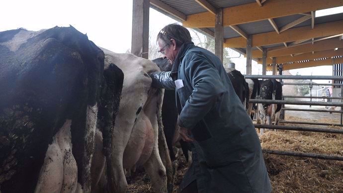 Gènes diffusion lance de nouveaux index économiques et de santé pour les vaches laitière