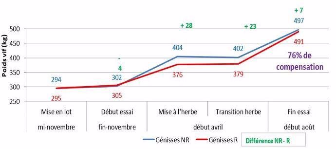 En moyenne, sur les 3 hivers, les génisses rationnées ont compensé 76 M du poids non pris pendant l'hiver grâce à la valorisation de l'herbe de printemps.