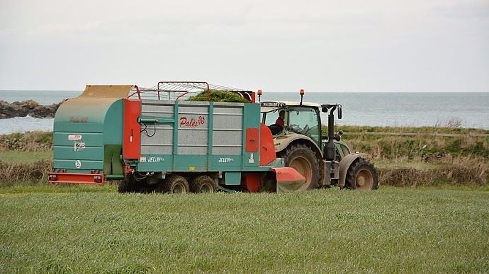 L'affouragement en vert permet de conserver une part importante d'herbe dans la ration sans faire pâturer les animaux. (©Terre-net Média)