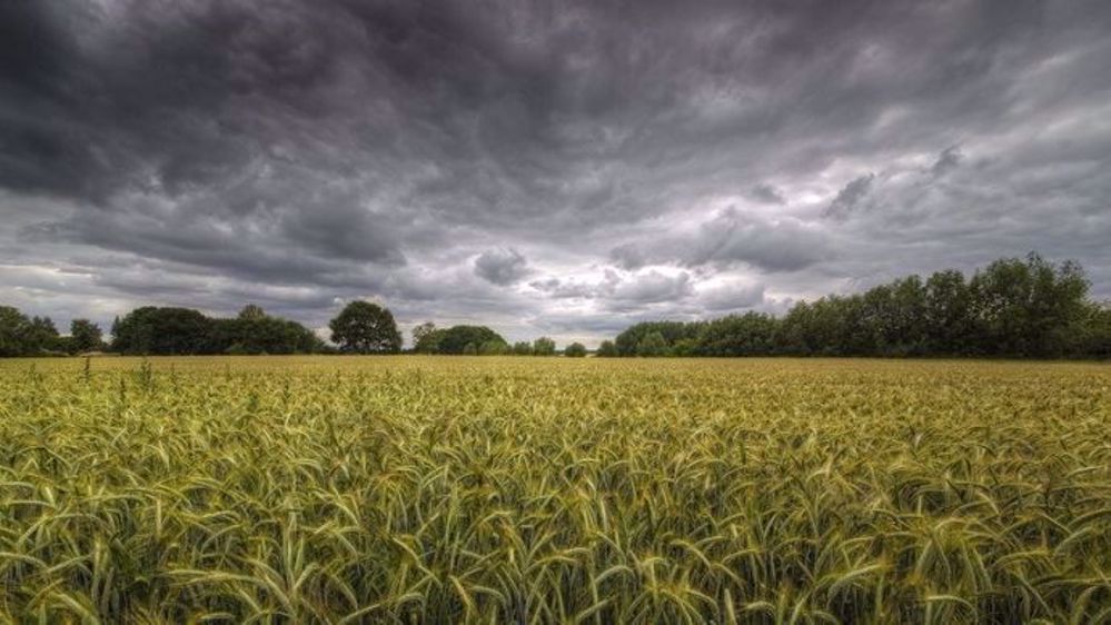 Environ un quart de la surface agricole française est assuré contre le risque climatique. (©Maldesowhat/Fotolia)