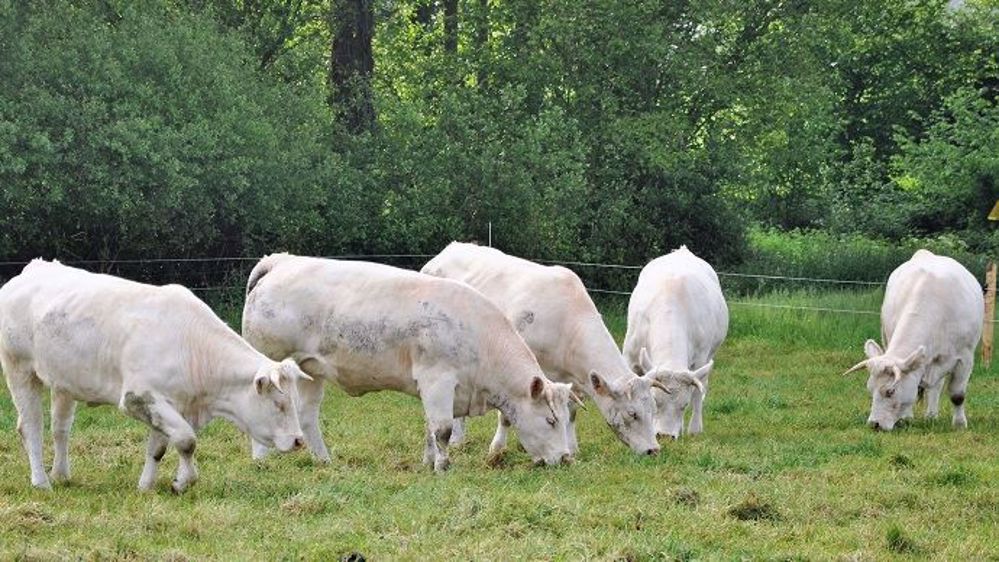 Les tiques sont particulièrement présentes dans les pâtures entourées de haies ou de boisements. Elle sont vectrices de pathologies pour les bovins mais aussi pour l'éleveur comme la maladie de Lyme. (©Terre-net Média)