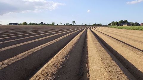 Dans le Nord, ici à Steenvoorde, les surfaces butées de pommes de terre sont en légère hausse. (©Terre-net Média)