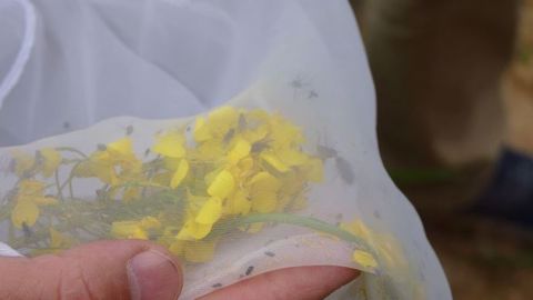 Captures d'insectes dans un filet fauchoir. (©Terre-net Média)