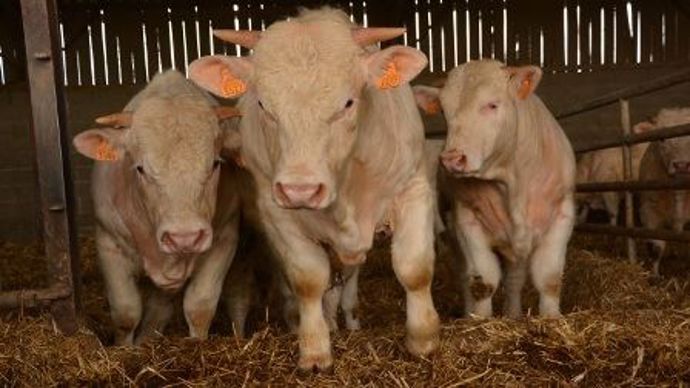 bovins viande