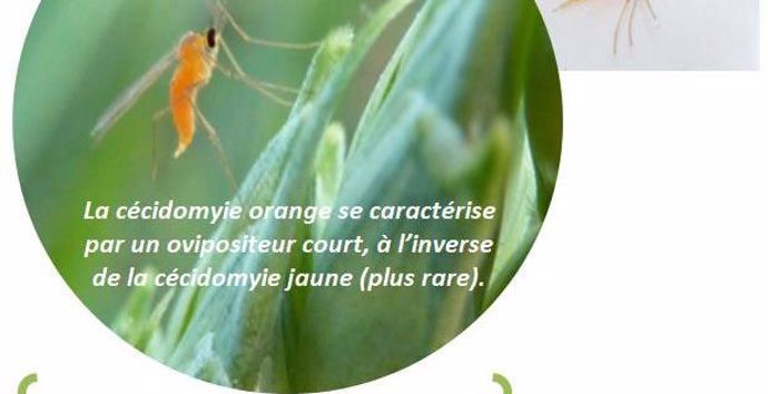 Cécidomyie orange adulte en position de ponte et sur fond blanc après piégeage