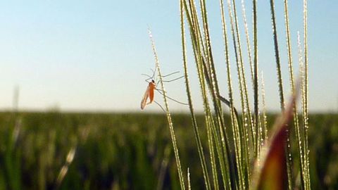 Le temps est à l’orage, propice aux vols de cécidomyies. Un suivi assidu des cuvettes jaunes est nécessaire pour déterminer si le seuil d’intervention est atteint dans chaque parcelle. (©Arvalis-Institut du végétal)