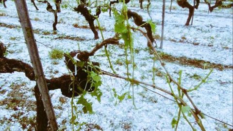 Des vignes endommagées par la grêle. (©Compte Twitter jean_ardouin)