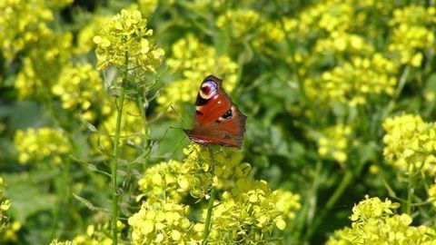 Sur les cinq dernières années, 7 800 tonnes de graines de moutarde ont été produites en moyenne annuelle. (©Terre-net Média)
