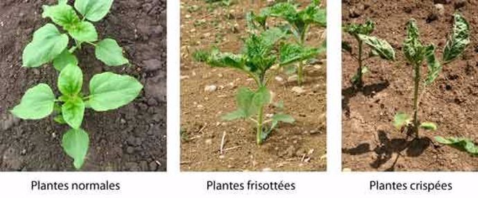 Comparaison entre les plantes normales, frisottées et crispées