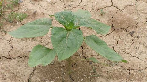 Une forte déformation des feuilles par les attaques de pucerons verts du prunier peut handicaper sérieusement le fonctionnement de la plante. (©Terre-net Média)