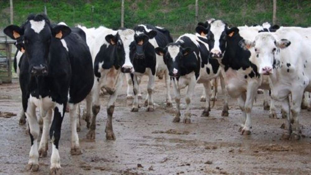 La demande mondiale en matière grasse reste supérieure à l'offre, ce qui pourrait marquer à la hausse le prix du lait dans les prochains mois. (©Terre-net Média) 