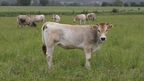 Génisse nantaise La race bovine Nantaise