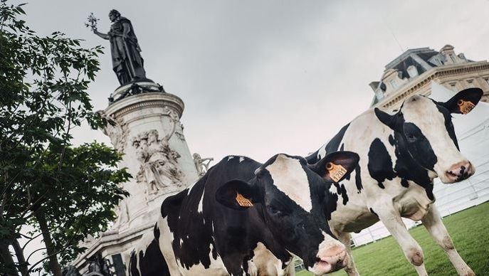 A l'occasion de la journée mondiale du lait, ce vendredi 1er juin, le Cniel a installé des vaches sur la Place de la République à Paris.
