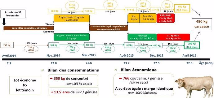 L'engraissement des Blondes d'Aquitaine à l'herbe : une finition plus longue