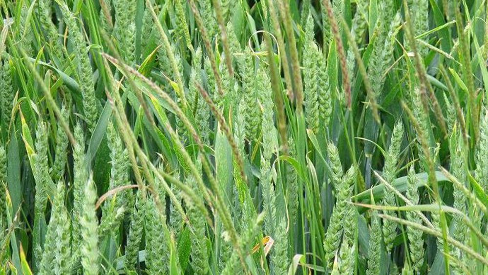 La 15e édition d'Herbinnov s'est déroulée le 31 mai dernier et clôturait cinq années d'exploitation par Bayer de la plateforme d'essais de Courtevroult (Seine-et-Marne) sur la thématique du désherbage. (©Terre-net Média) 