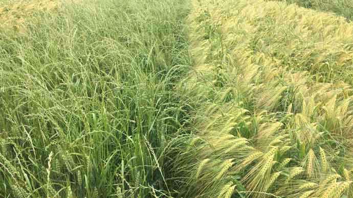 Comparaison blé (à gauche) et Hyvido (à droite) sur parcelle infestée de ray-grass.