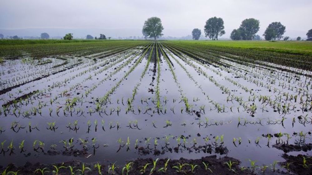  Suite aux violents orages et aux précipitations diluviennes, des champs de maïs sont sous l'eau et la fin des semis est fortement perturbée. Dans le sud-ouest, des abandons de surfaces sont même envisagés.(©Ruzi, Fotolia)