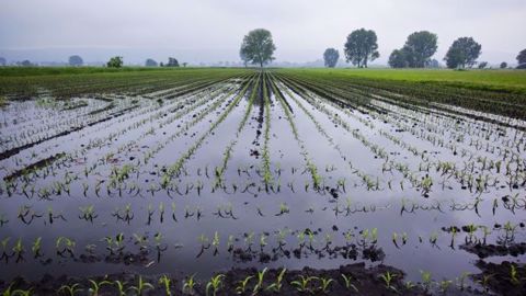  Suite aux violents orages et aux précipitations diluviennes, des champs de maïs sont sous l'eau et la fin des semis est fortement perturbée. Dans le sud-ouest, des abandons de surfaces sont même envisagés.(©Ruzi, Fotolia)
