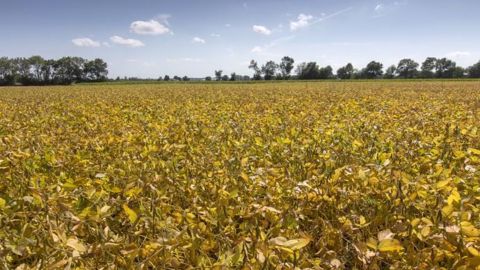 Le cours du soja a été plombé par l'annonce de nouveaux tarifs douaniers. (©Watier visuel)