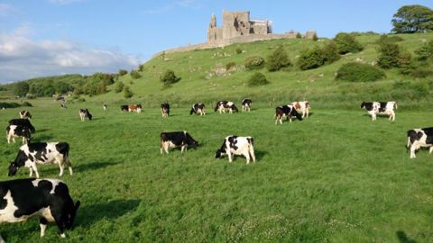 41 % des exportations agroalimentaires de l'Irlande partent vers le Royaume-Uni. (© CC BY-NC-ND 2.0)