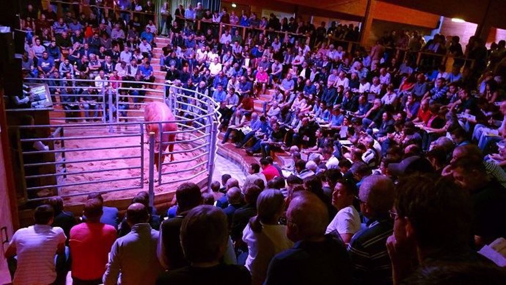 La campagne de vente de bovins limousins a été plus que réussie ! (©France Limousin sélection)