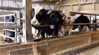 L'engraissement de croisés Prim'holstein x race à viande permettrait aux éleveurs laitiers bretons de se diversifier. (©Terre-net Média) L'engraissement de croisés Prim'holstein x race à viande permettrait aux éleveurs laitiers bretons de se diversifier. (©Terre-net Média)