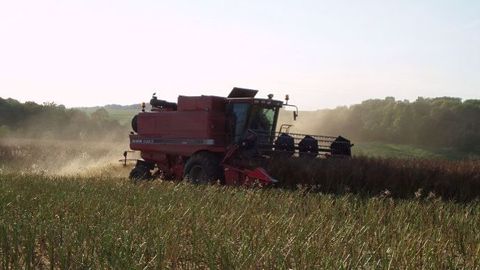 À l'approche de la récolte des colzas, l'état sanitaire de nombreuses parcelles s'est dégradé. (©Terre-net Média)