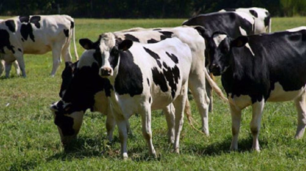 Voixeo permettra à l'éleveur d'enregistrer des données sans avoir à pianoter sur son téléphone ou son PC (©Adventiel) 