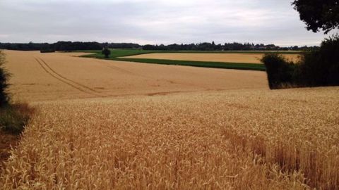 Retrouvez tous les prix du foncier agricole 2017 en région Centre. (©Terre-net Média) 