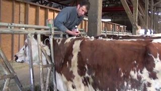 Si beaucoup d'éleveurs utilisent des huiles essentielles, de l'homéopathie ou des extraits de plantes pour soigner leurs animaux, il faut savoir que la pratique de cette médecine (même naturelle) est encadrée (©Terre-net Média) Si beaucoup d'éleveurs utilisent des huiles essentielles, de l'homéopathie ou des extraits de plantes pour soigner leurs animaux, il faut savoir que la pratique de cette médecine (même naturelle) est encadrée (©Terre-net Média)
