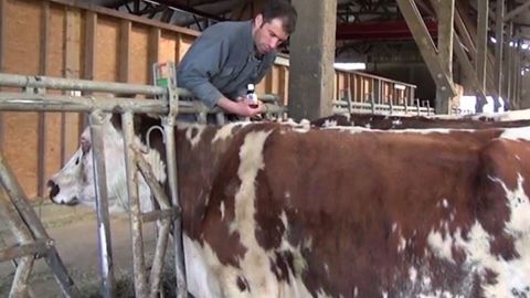 Si beaucoup d'éleveurs utilisent des huiles essentielles, de l'homéopathie ou des extraits de plantes pour soigner leurs animaux, il faut savoir que la pratique de cette médecine (même naturelle) est encadrée (©Terre-net Média) Si beaucoup d'éleveurs utilisent des huiles essentielles, de l'homéopathie ou des extraits de plantes pour soigner leurs animaux, il faut savoir que la pratique de cette médecine (même naturelle) est encadrée (©Terre-net Média)